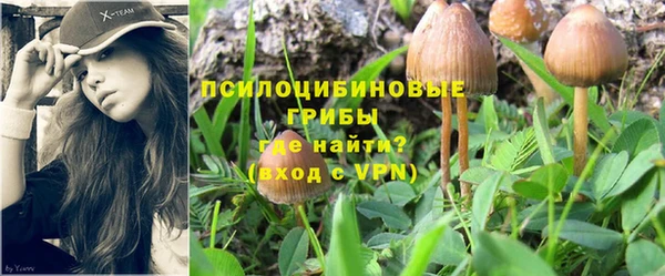 сатива Беломорск
